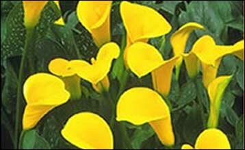 calla-lilies-yellow-sunshin.jpg