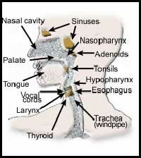 gordolaryngitis.jpg