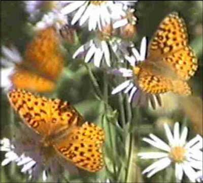 meadow_fritillary.jpg